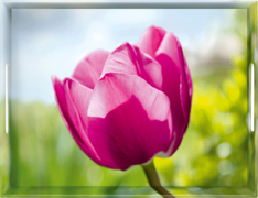 ϳ Classic tulip 50 EM513710 -  