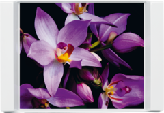 ϳ Subtraction orchids 44 EM509411 -  