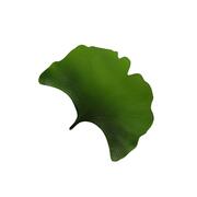    Leaves 4737 LEAVES-Ginko-6set