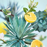  Joy   Diffusers Agave Garden 180 6847