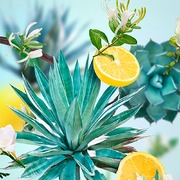     Car Diffusers Agaves Garden 6992