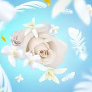    Aromas for the home White Musk 500 115091