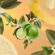   Aromas for the home Lemon Flower 500 115116