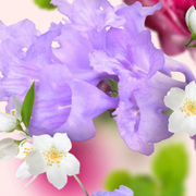 ������ ��� ��������� Aromas for the home Underneath the Magnolias 500�� 115149