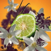 ������ ��� ��������� Aromas Black Angelika 200�� 6824