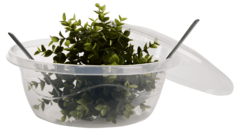 ����� � ������� 4,5� 0179 RANDOM WAVY