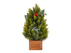 Можжевельник декоративный в горшке 35см 801-584 - в интернет-магазине Мир посуды Можжевельник декоративный в горшке 35см 801-584 - Мир посуды