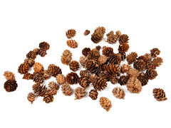 Набор шишек декоративных 100гр 801-579 - в интернет-магазине Мир посуды Набор шишек декоративных 100гр 801-579 - Мир посуды