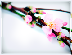 ϳ Classic cherry blossom 40 EM506926 -  