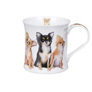  Wessex Designer Dogs chihuachuas 300 -  