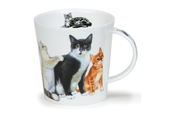  Cairngorm Cats&kittens black&white 480 -  