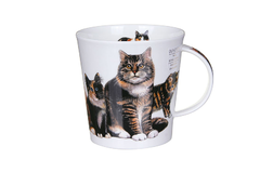  Cairngorm Cats&kittens tabby 480 -  